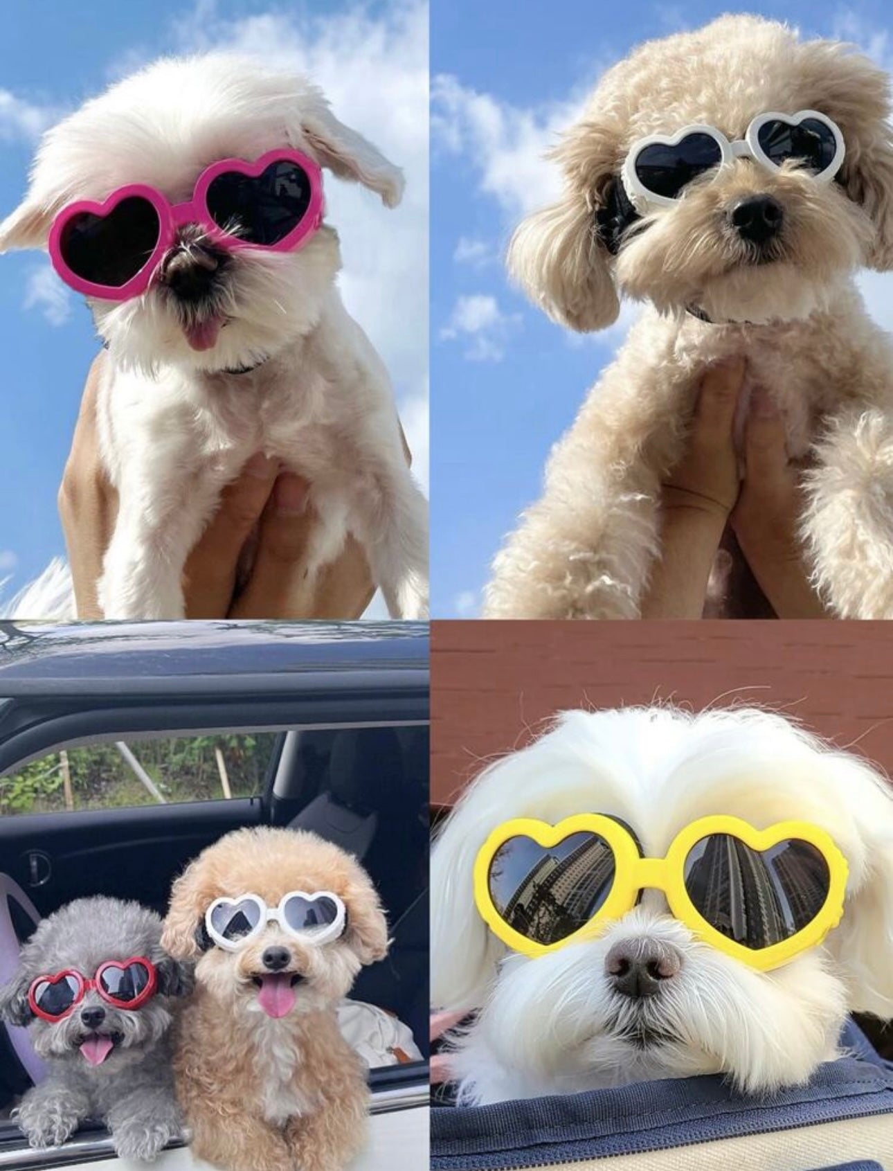 Pet Collection