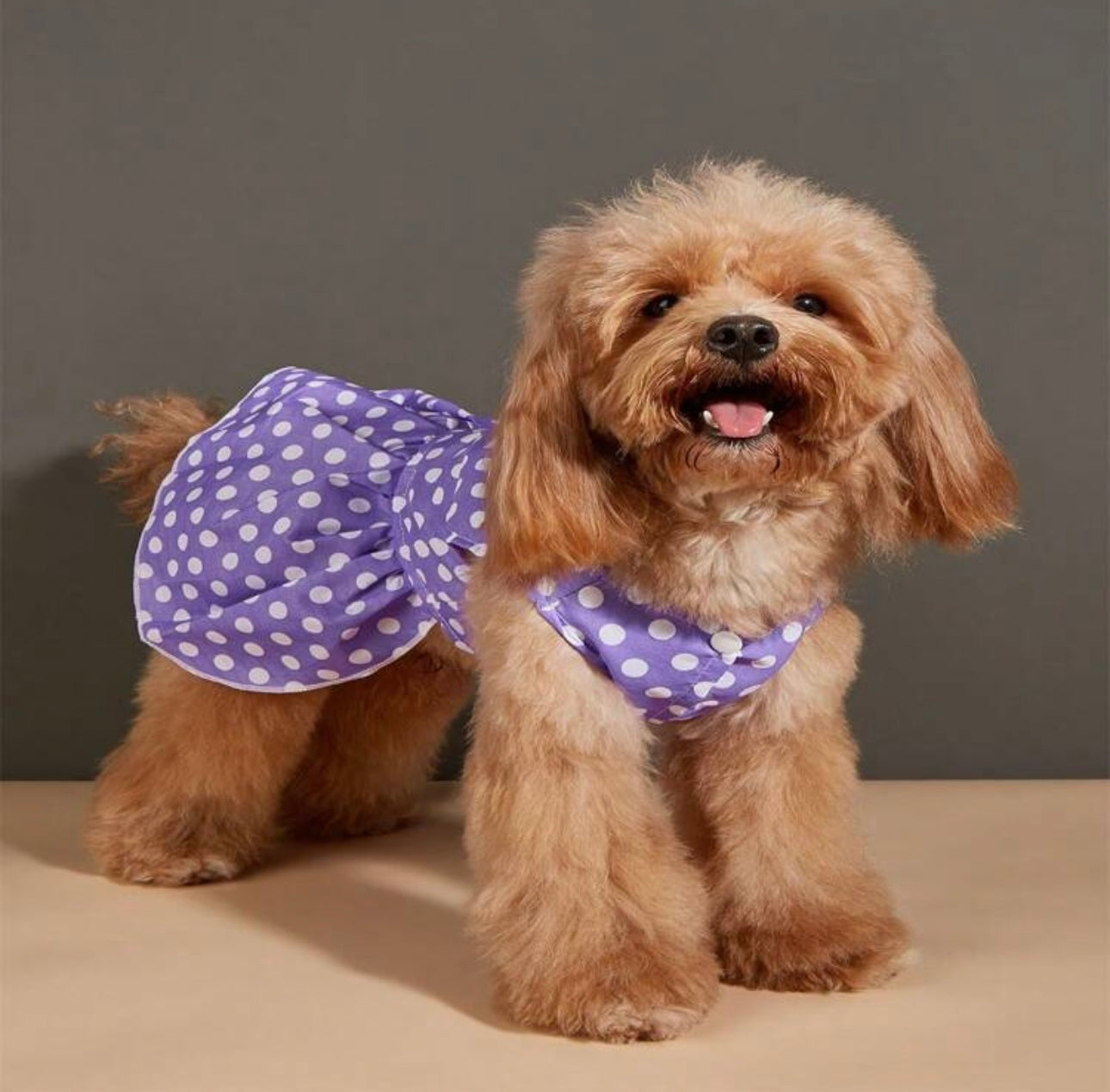 Fashionable Pet Dog Dress, Polka Dot Print Skirt For Small Dogs, Puppy Apparel