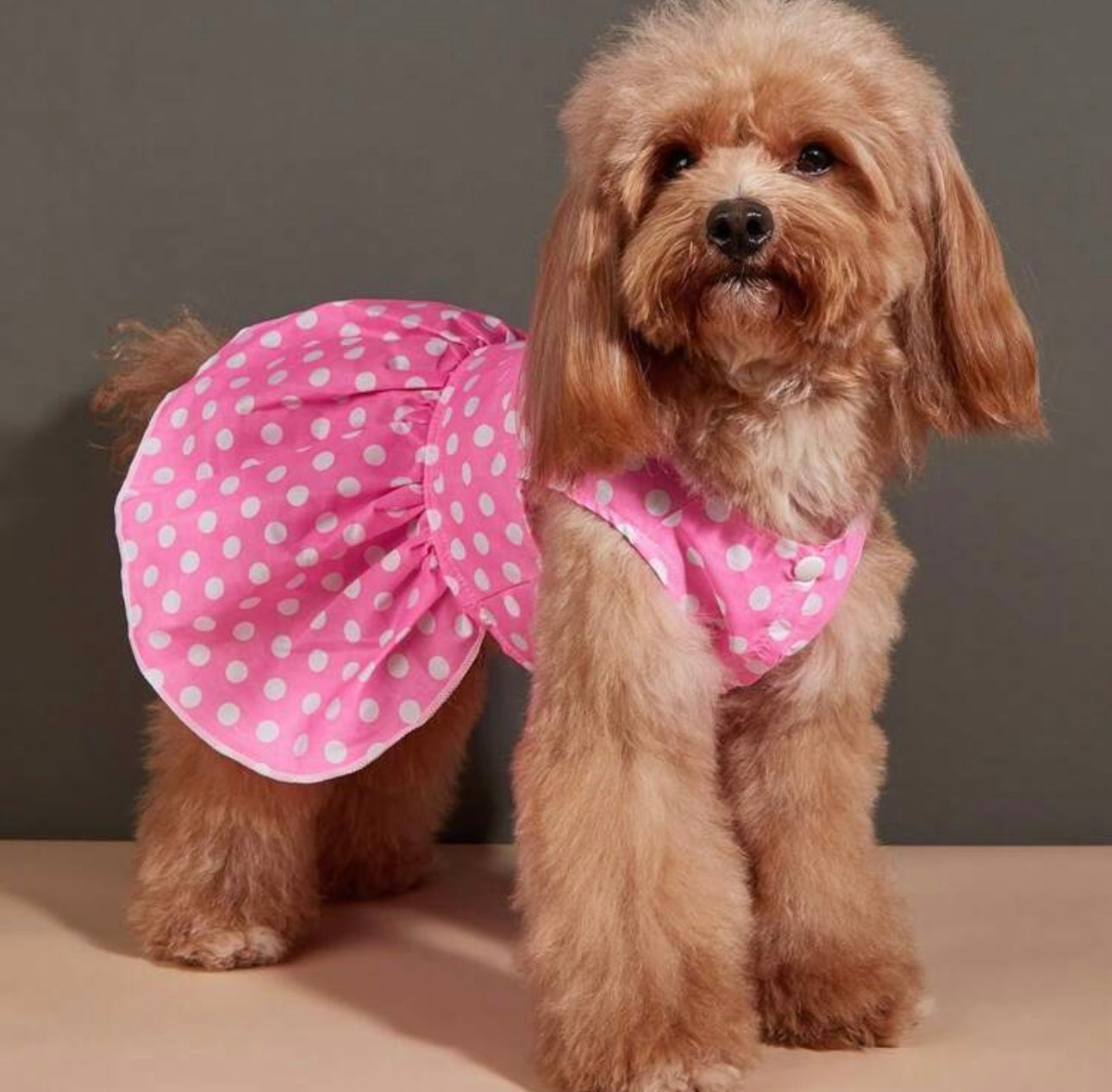 Fashionable Pet Dog Dress, Polka Dot Print Skirt For Small Dogs, Puppy Apparel